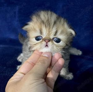 Persane chinchilla - imagine 5