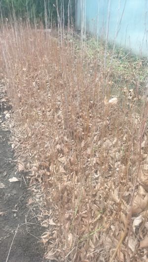 Vând produse de amenajare a grădinii.