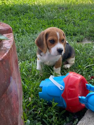 Beagle jucăuși  - imagine 4 Beagle jucăuși  - imagine 4