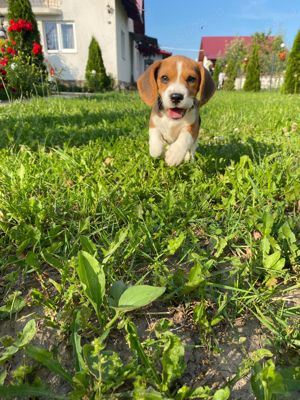 Beagle jucăuși  - imagine 3 Beagle jucăuși  - imagine 3