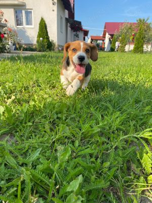 Beagle jucăuși  - imagine 2 Beagle jucăuși  - imagine 2