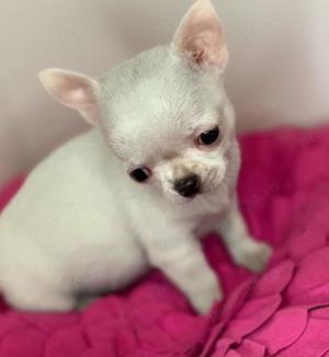 Cea mai mică rasă- Chihihua pui adorabili!