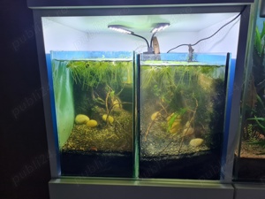 Doua acvarii 34L  19l  31H