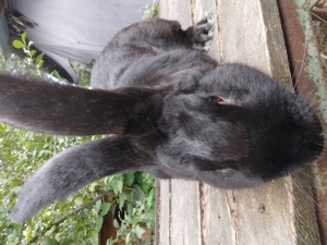 Iepuri urias german - imagine 2