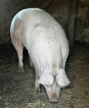 Porc         - imagine 2