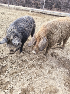 Vând porci, purcei și grăsuni mangalița  - imagine 3