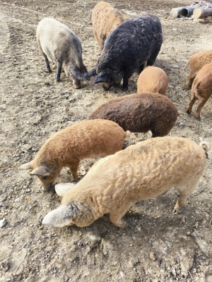 Vând porci, purcei și grăsuni mangalița  - imagine 5