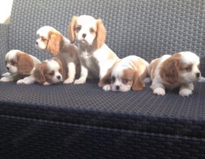 Vand cavalier king charles spaniel!! - imagine 3 Vand cavalier king charles spaniel!! - imagine 3