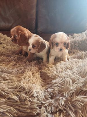 Vand cavalier king charles spaniel!!
