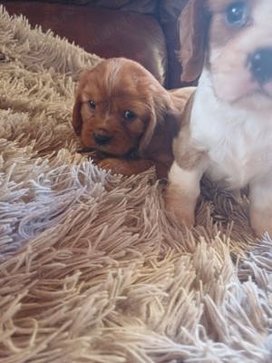 Vand cavalier king charles spaniel!! - imagine 2 Vand cavalier king charles spaniel!! - imagine 2