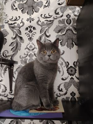 Băiat brithis  - imagine 3