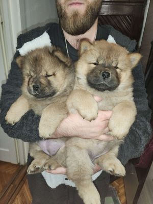 Pui de caine Chow Chow