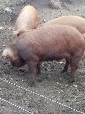 Disponibili soldani duroc 