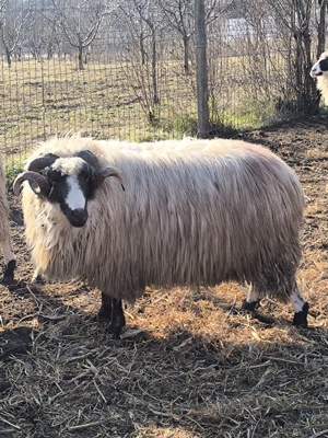 Berbec breaz strămior 