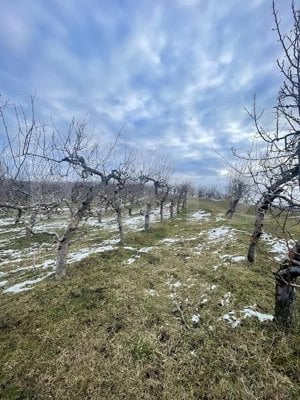 Teren extravilan - Livadă - 21.500mp - Fălticeni - imagine 3