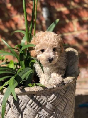 Căței Pudel ofertă 1500 lei Asigur transport în toată țara  - imagine 2