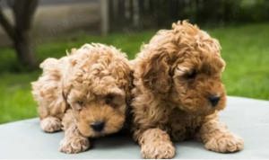 Caniche disponibili imediat super ofertă doar săptămâna aceasta 999 lei