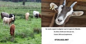 Ferma vaci si capre Olanda