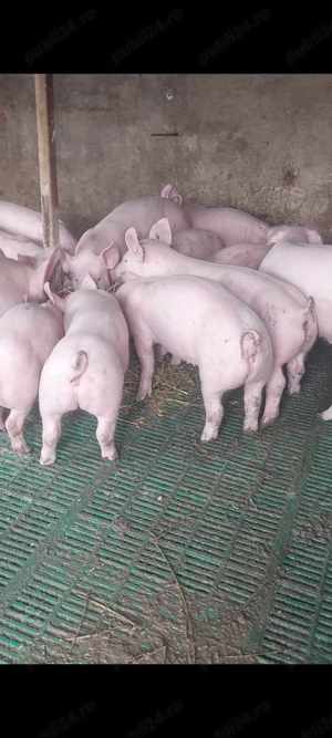 Disponibile 10 scrofite de rasa