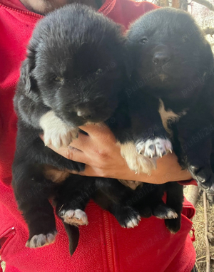 Ciobanesc corb original si mioritic - imagine 3 Ciobanesc corb original si mioritic - imagine 3