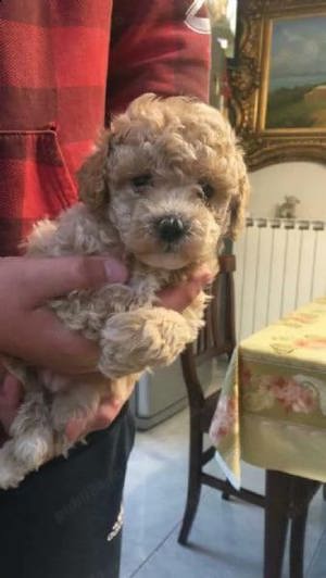 Căței Caniche apricot Red Asigur transport  - imagine 3 Căței Caniche apricot Red Asigur transport  - imagine 3