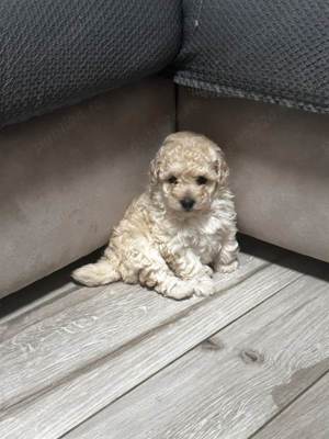 Căței Caniche apricot Red Asigur transport  - imagine 2 Căței Caniche apricot Red Asigur transport  - imagine 2