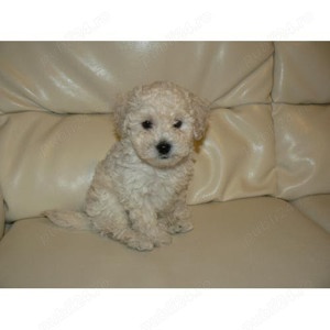 Cel mai frumos cadou pentru cei dragi!