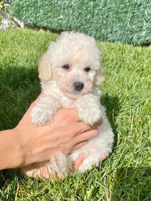 Căței Caniche apricot Red Asigur transport  - imagine 5 Căței Caniche apricot Red Asigur transport  - imagine 5