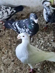 Porumbei voiajori germani