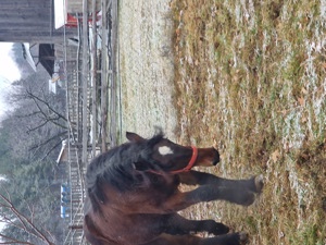 manz semigreu  - imagine 2