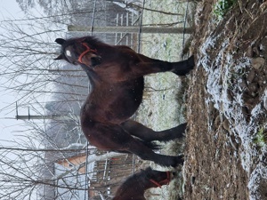 manz semigreu  - imagine 3