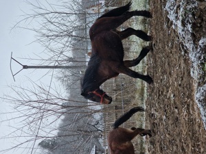 manz semigreu  - imagine 4