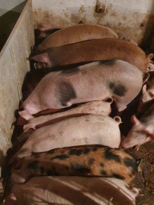 Porci diferite rase  30 -130 kg - imagine 2
