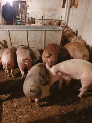 Porci diferite rase  30 -130 kg - imagine 3