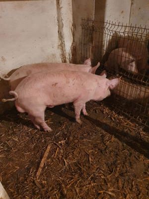 Porci diferite rase  30 -130 kg - imagine 4