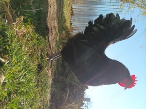 Vând cocoș australorp