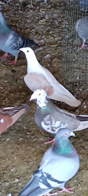 Porumbeii voiajori Brown  - imagine 4