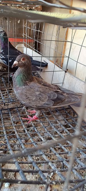 Porumbeii voiajori Brown  - imagine 5