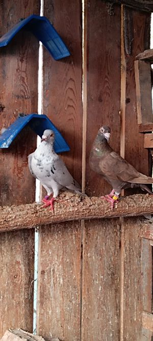 Porumbei voiajori culori rare - imagine 4