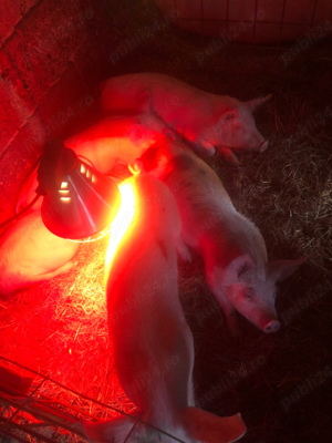 Purcei rotisor - imagine 2 Purcei rotisor - imagine 2