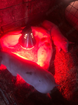 Purcei rotisor - imagine 3 Purcei rotisor - imagine 3