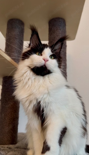 Maine Coon cu pedigree - imagine 3