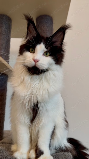 Maine Coon cu pedigree - imagine 2