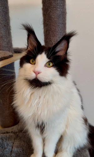 Maine Coon cu pedigree - imagine 4