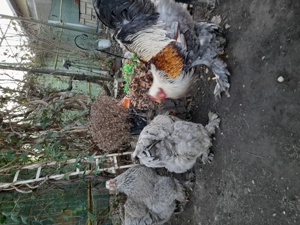 Pui și ouă Brahma potârnichiu,BSO,Columbia,HD,Porțelan, Cochinchina pitic , Mii de flori