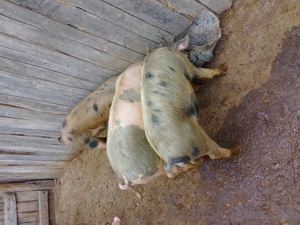 Grasuni si porci 