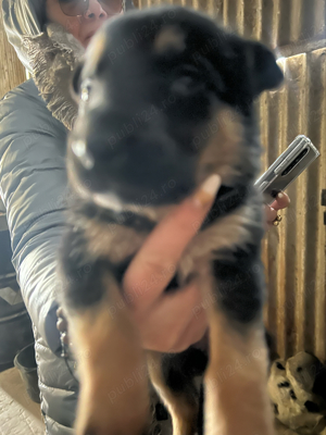 vand caine catea lup 2 luni - imagine 2 vand caine catea lup 2 luni - imagine 2