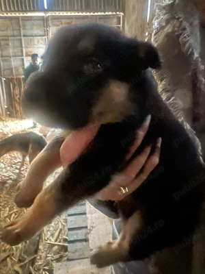 vand caine catea lup 2 luni - imagine 3