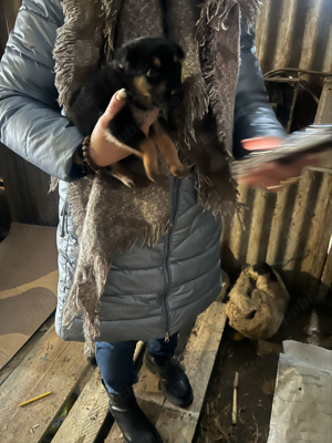 vand caine catea lup 2 luni