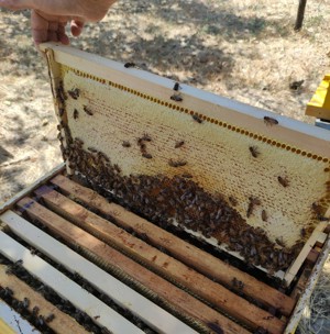 Miere de rapiță si poliflora din stupina întreținută ecologic in Bragadiru și Sector 5 și 6
